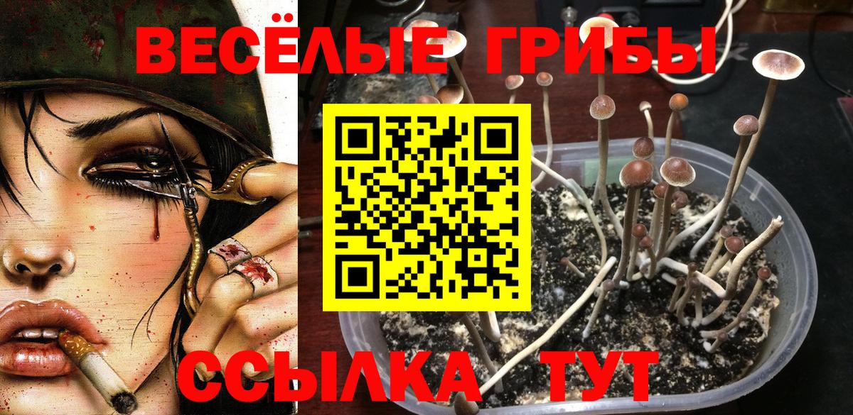 Псилоцибиновые грибы GOLDEN TEACHER Новоалександровск